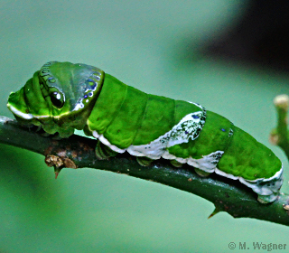 Papilio memnon_Raupe